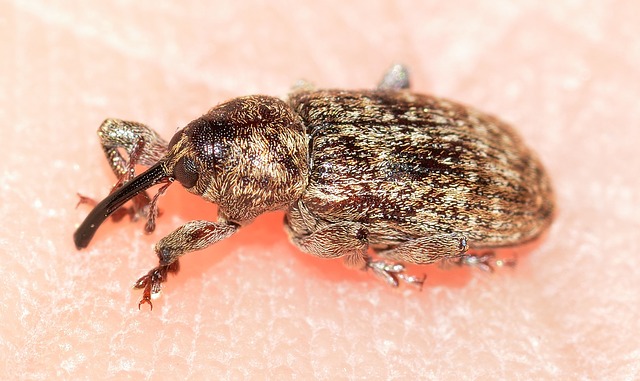 weevil-566455_640.jpg (74 KB)