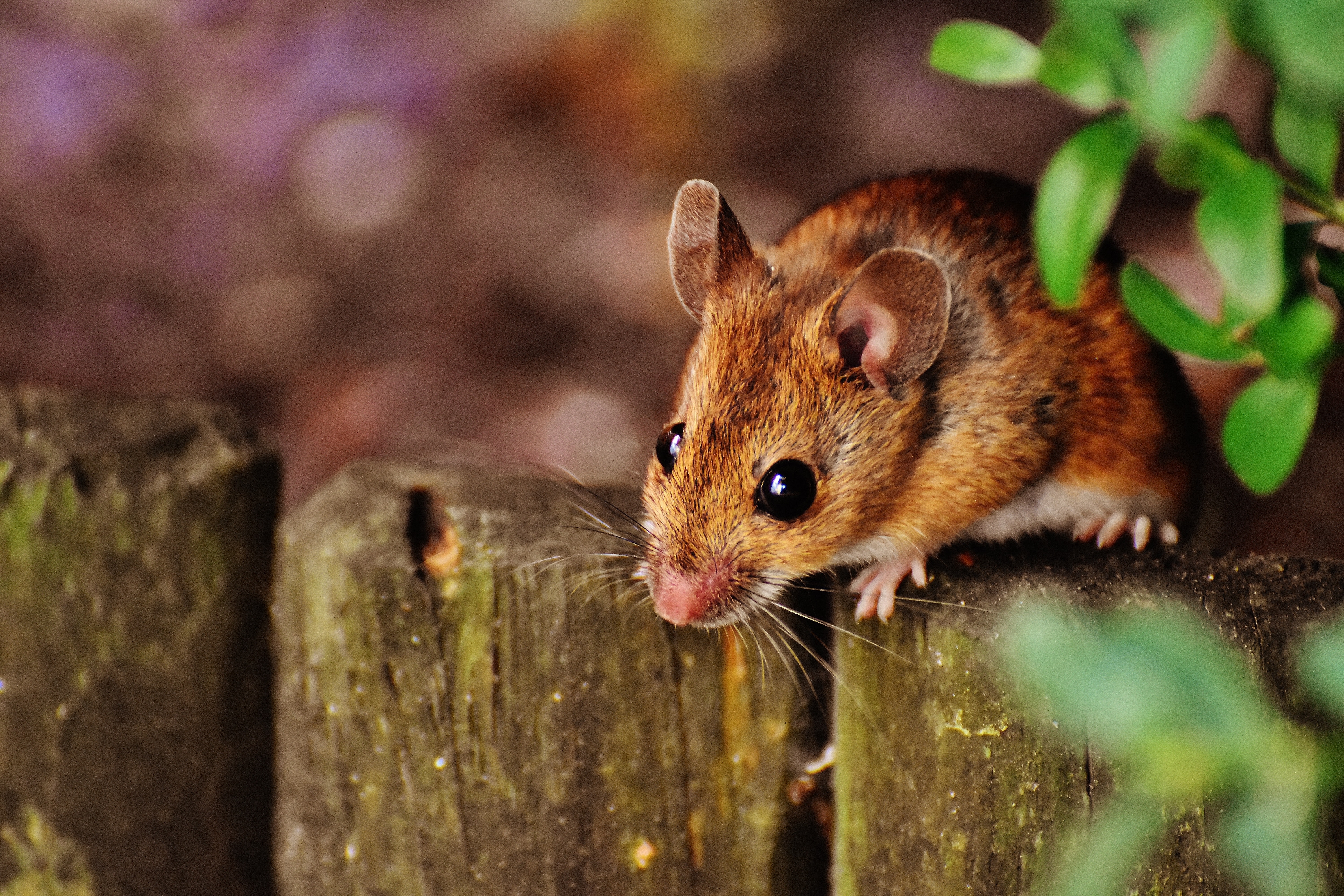2023_08_22_UNIPEST services (2).jpg (6.33 MB)
