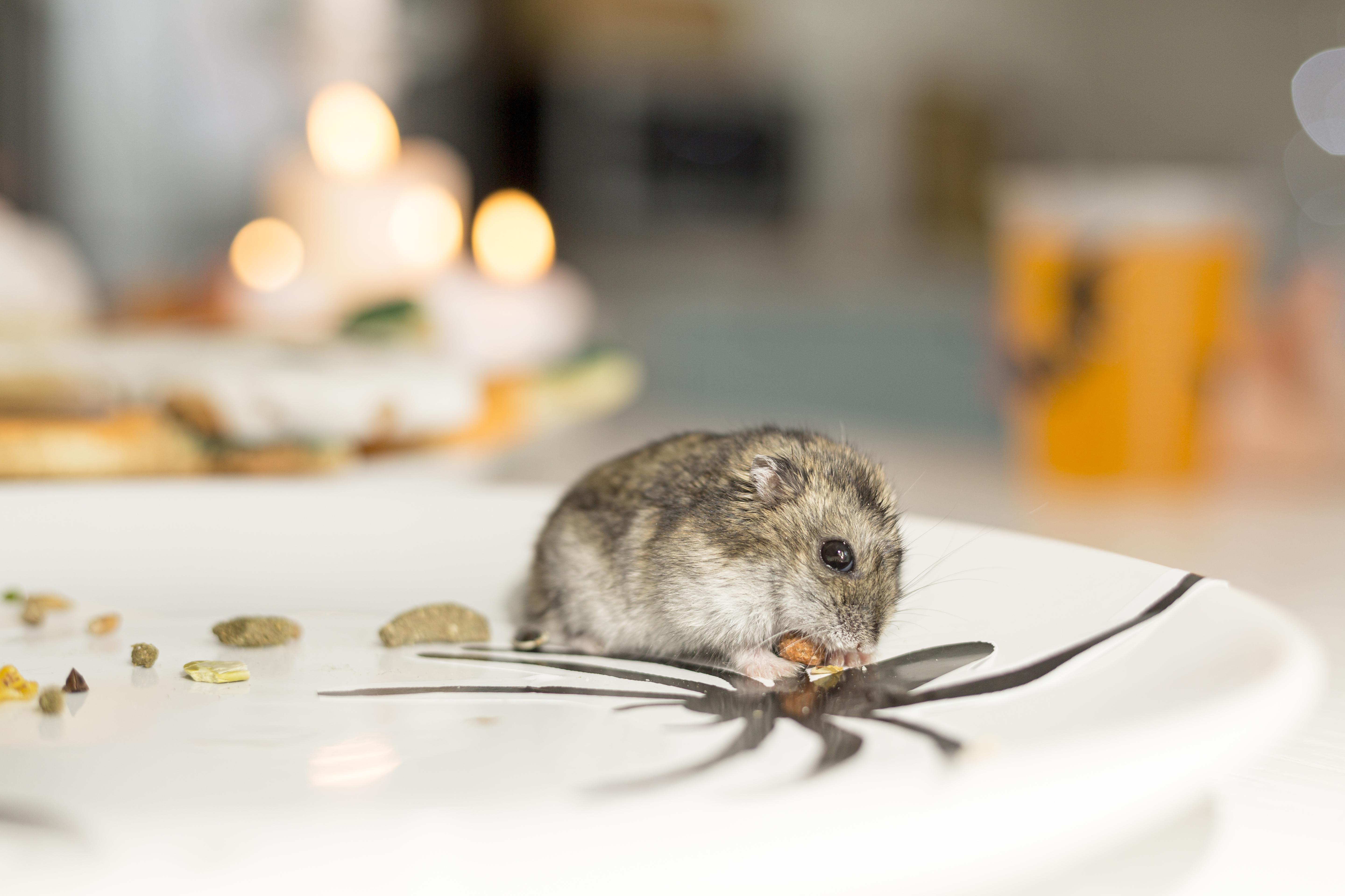 close-up-view-cute-hamster-plate.jpg (1.02 MB)