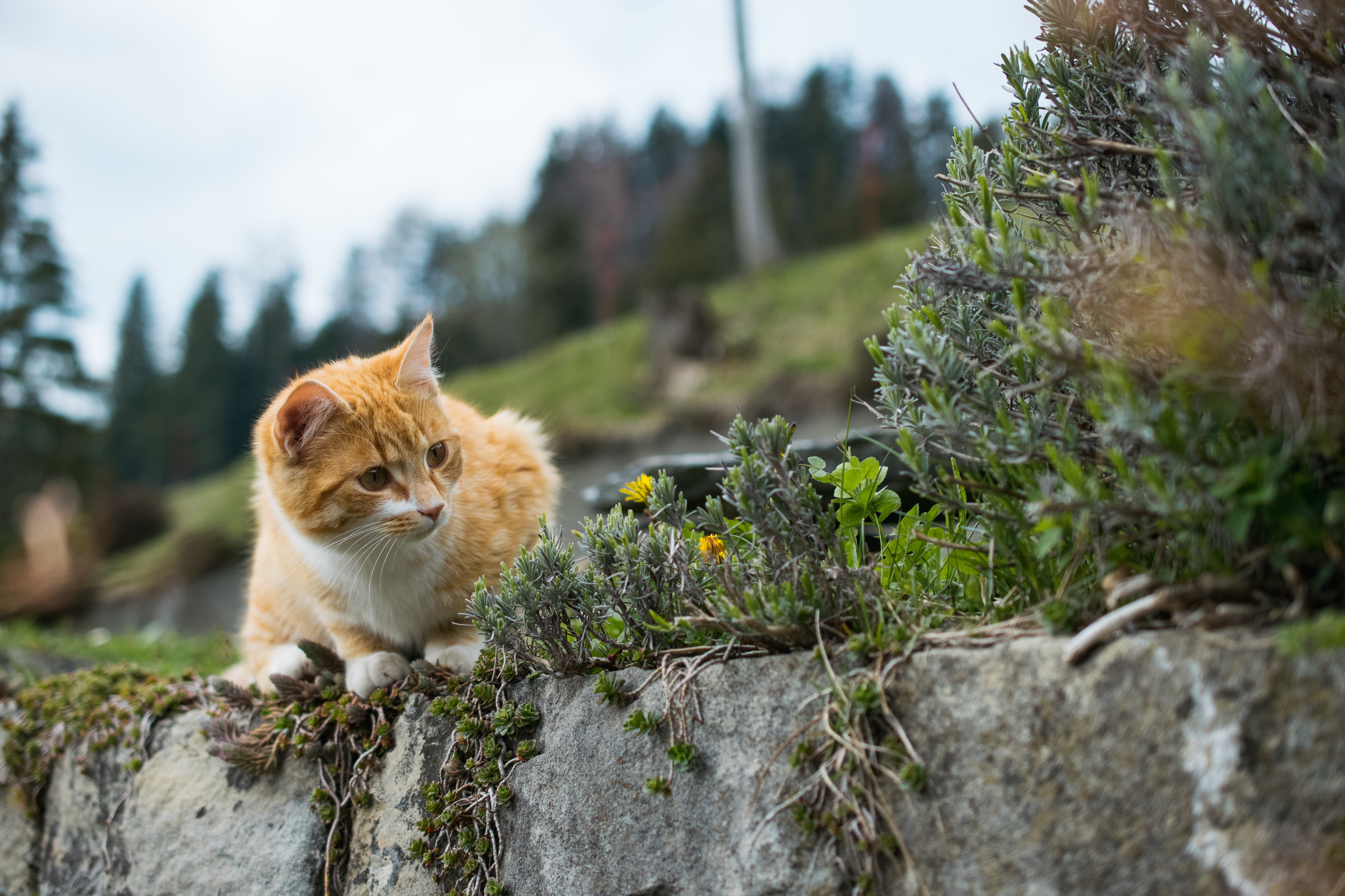 cute-orange-cat-playing-with-grass.jpg (14.46 MB)