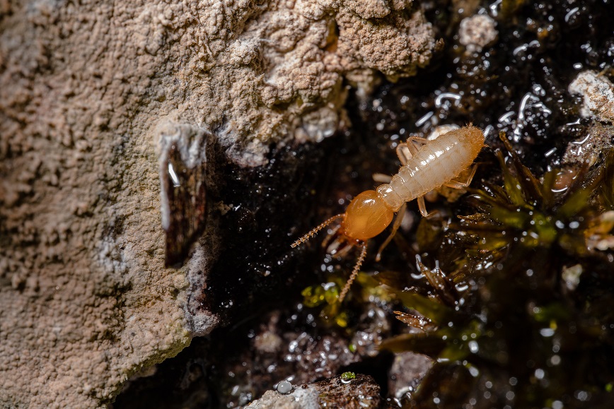 Termite 1.jpg (224 KB)