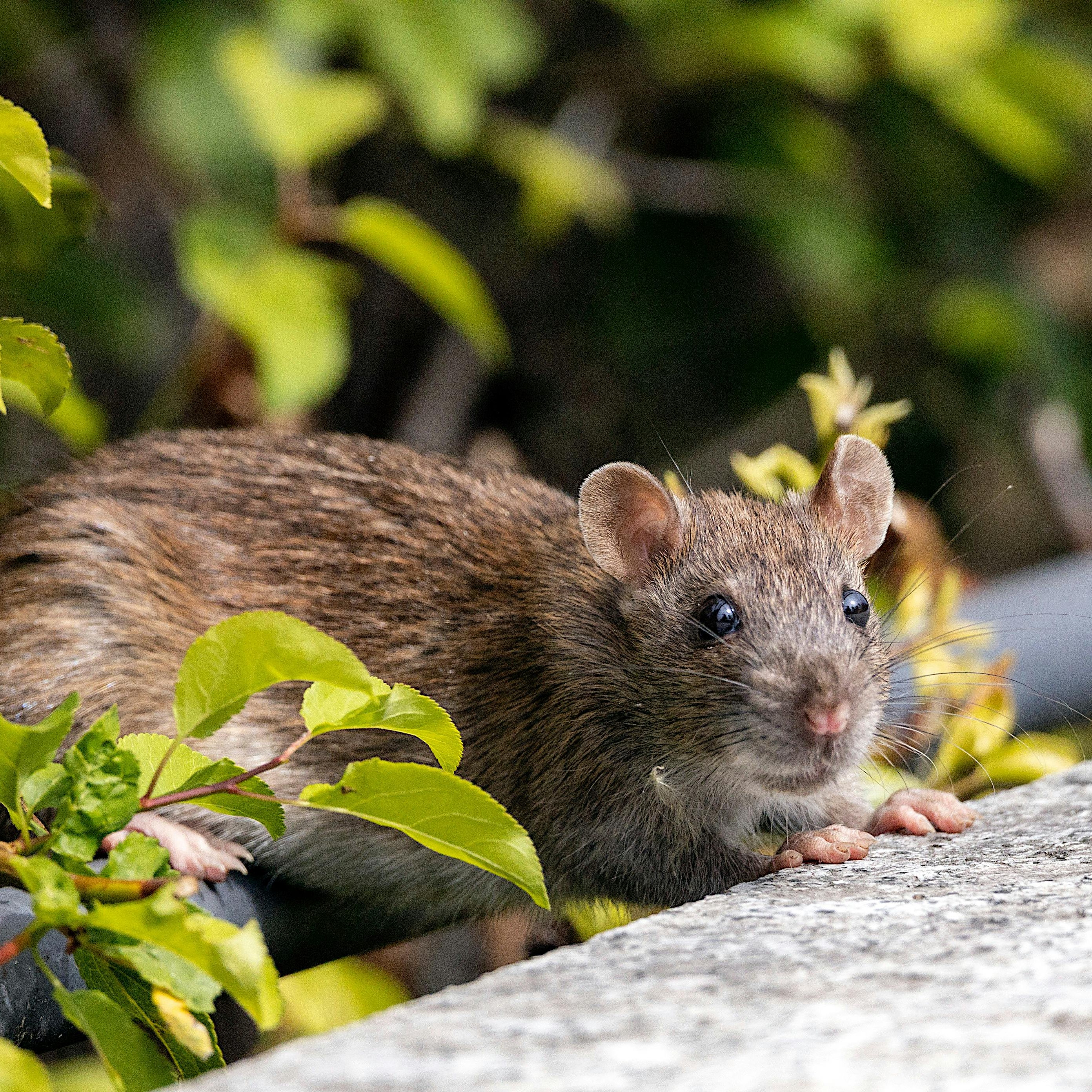 Rodent_Sq.1.jpg (2.91 MB)