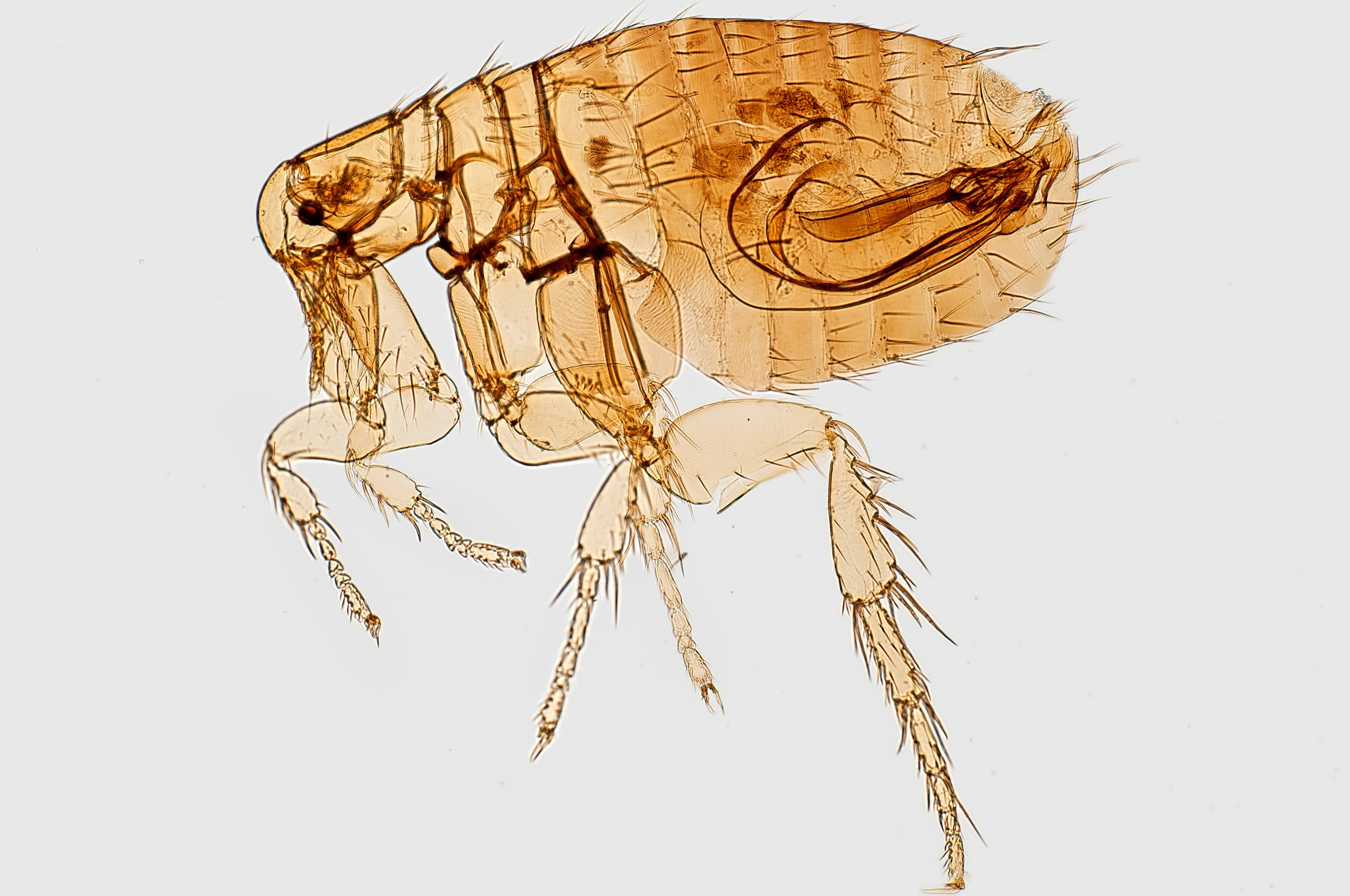 Flea_rectangle.jpg (1.31 MB)