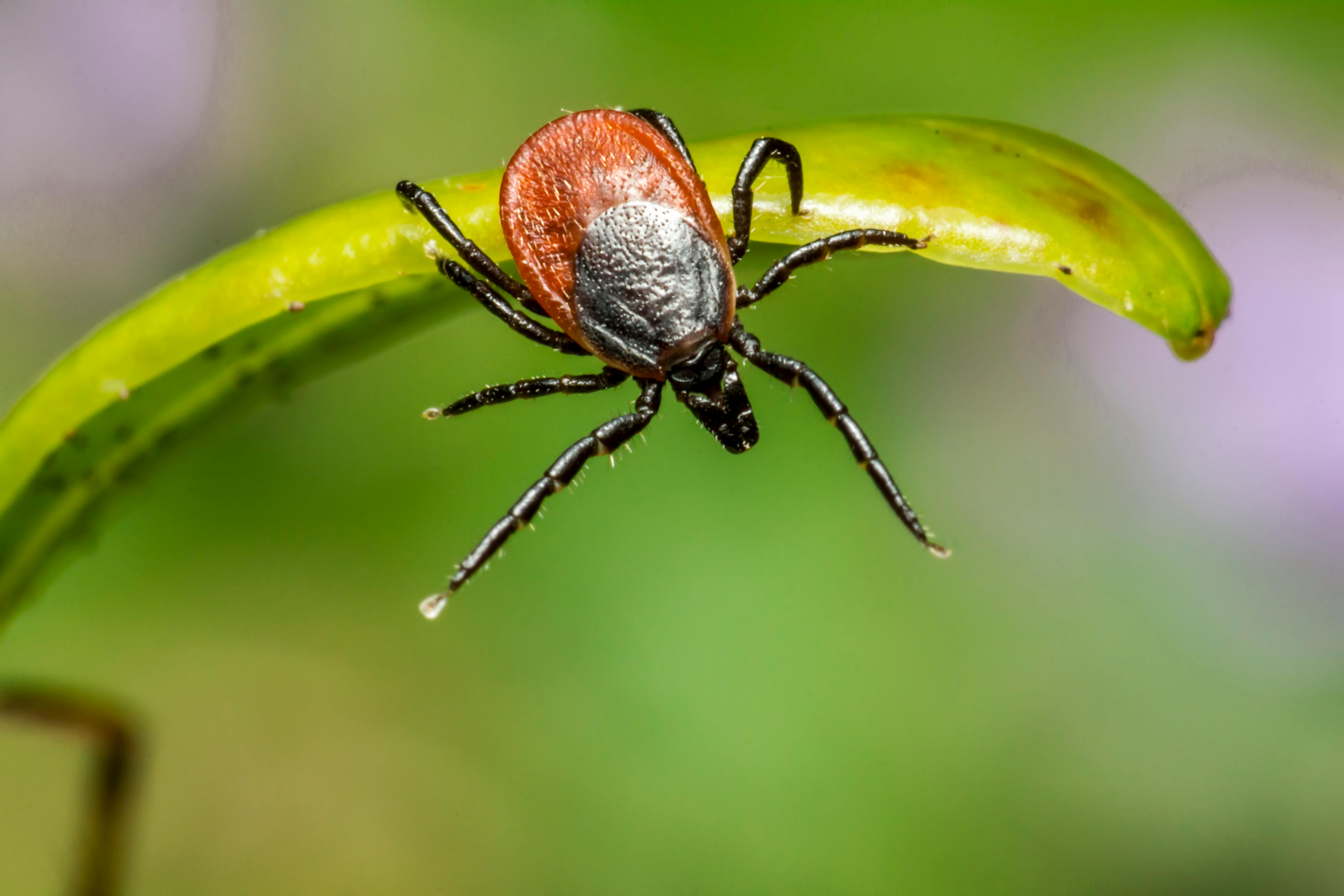 Tick_2.jpg (538 KB)