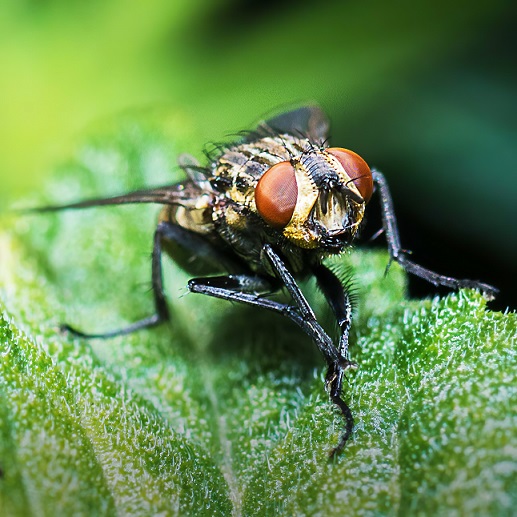 closeup-shot-fly-green-leaf-with-blurred-background.jpg (107 KB)