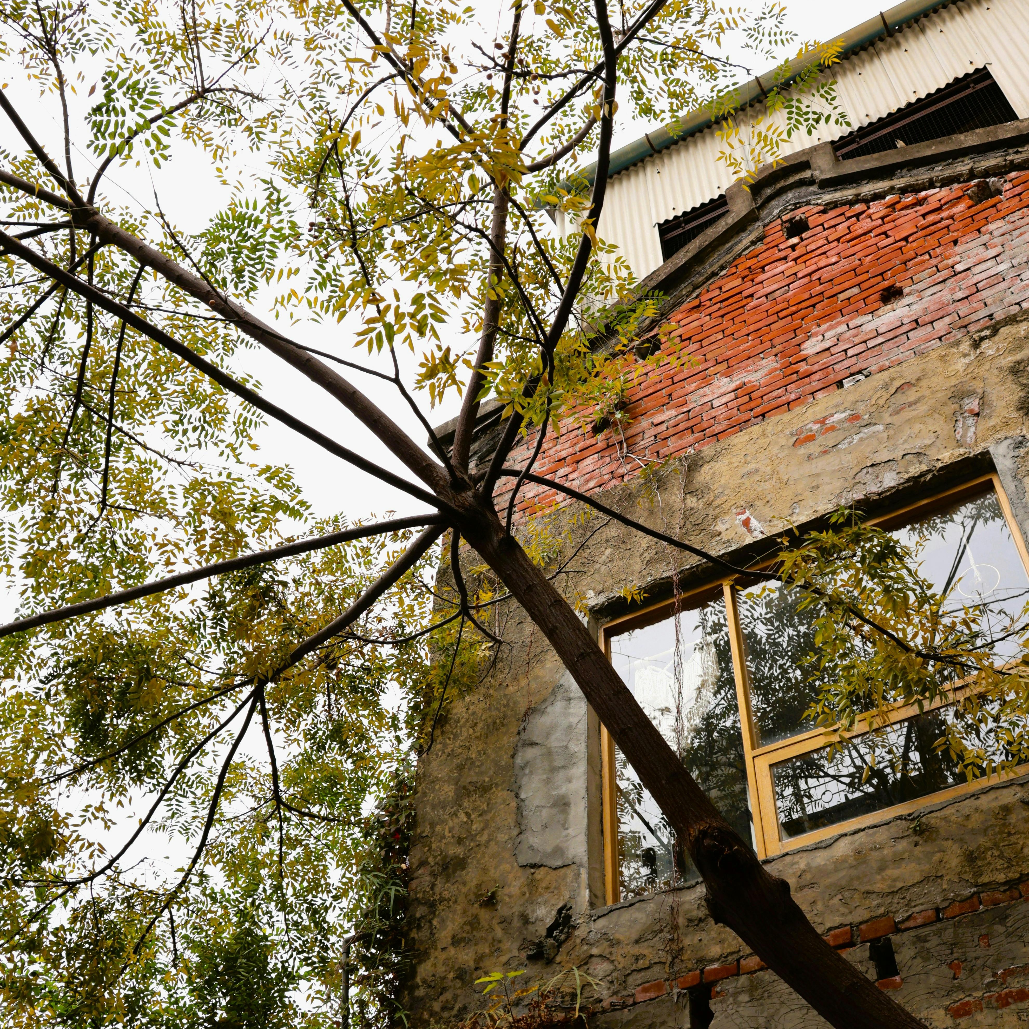 Branches_Sq.1.jpg (4.45 MB)