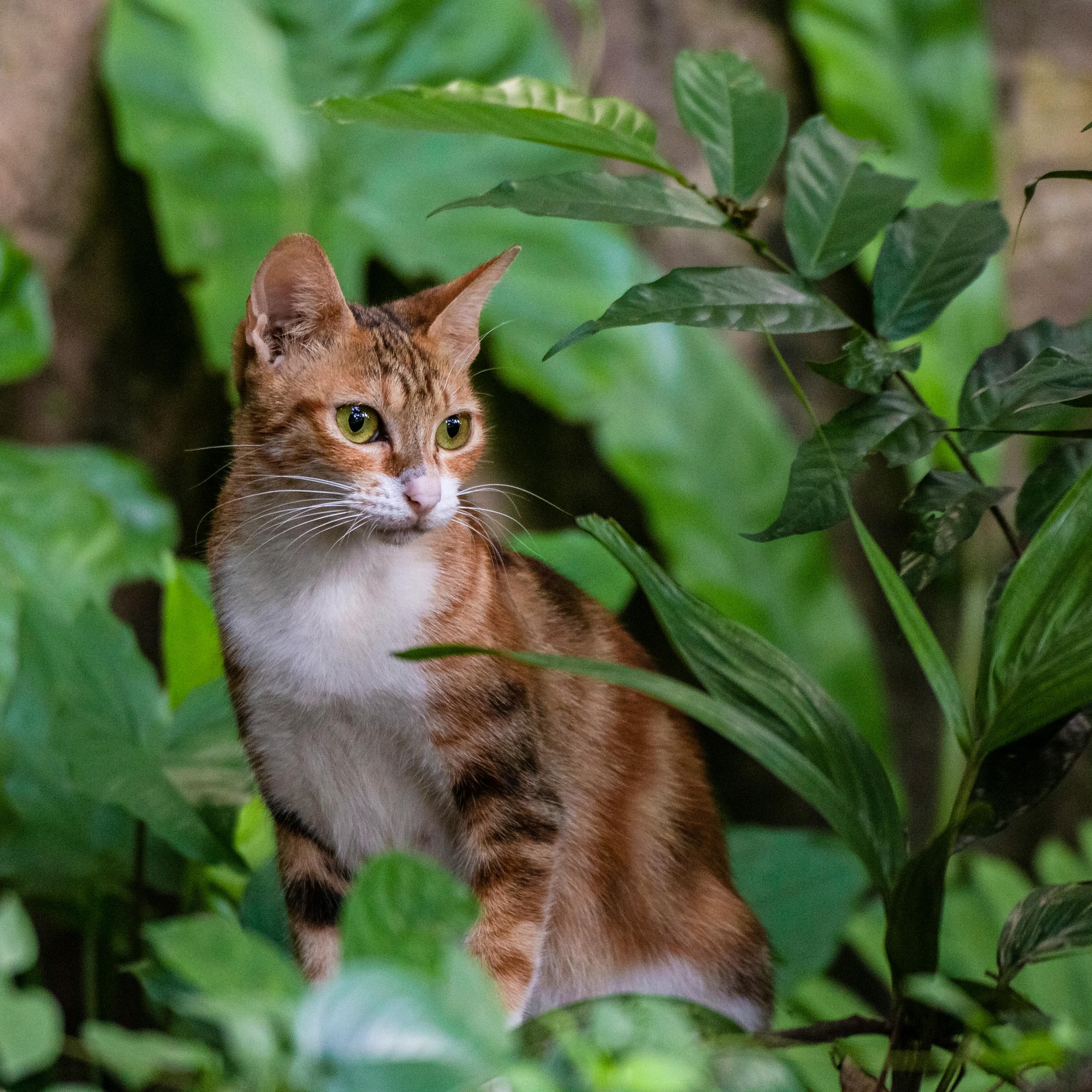 Cat_Sq.1.jpg (2.17 MB)