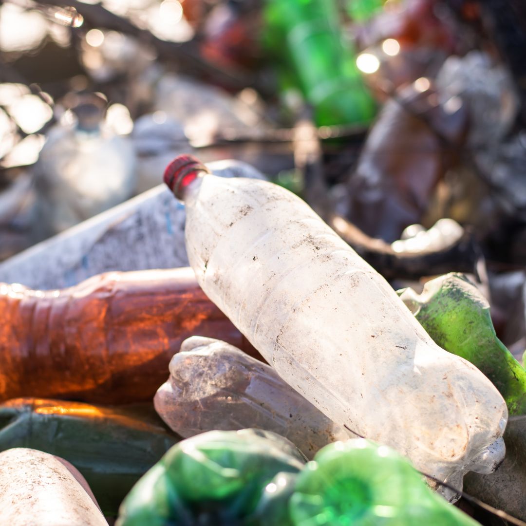 Dengue Vector.jpg (126 KB)